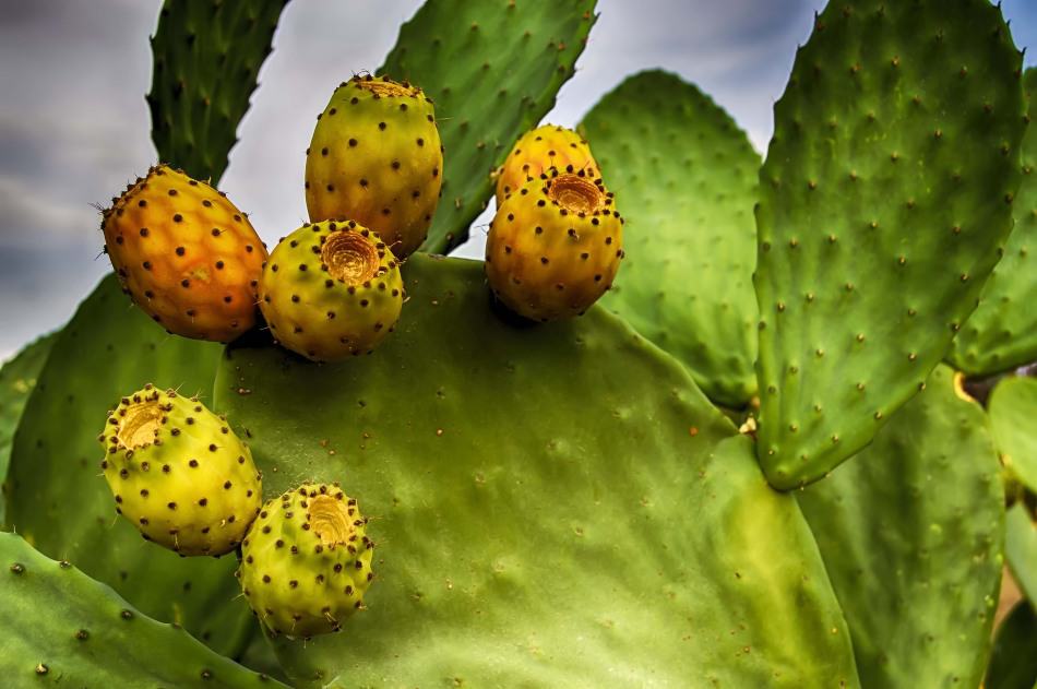 ผลกระบองเพชร Prickly Pear คืออะไร