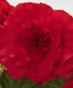 http://www.stokeseeds.com/uploads/product/56237/medium195.jpg