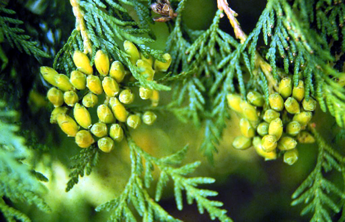 एमराल आर्बोरविटे गमलों के लिए एक सदाबहार पौधा है।