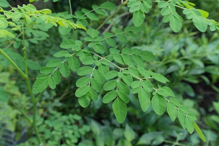 thân chùm ngây có tác dụng gì