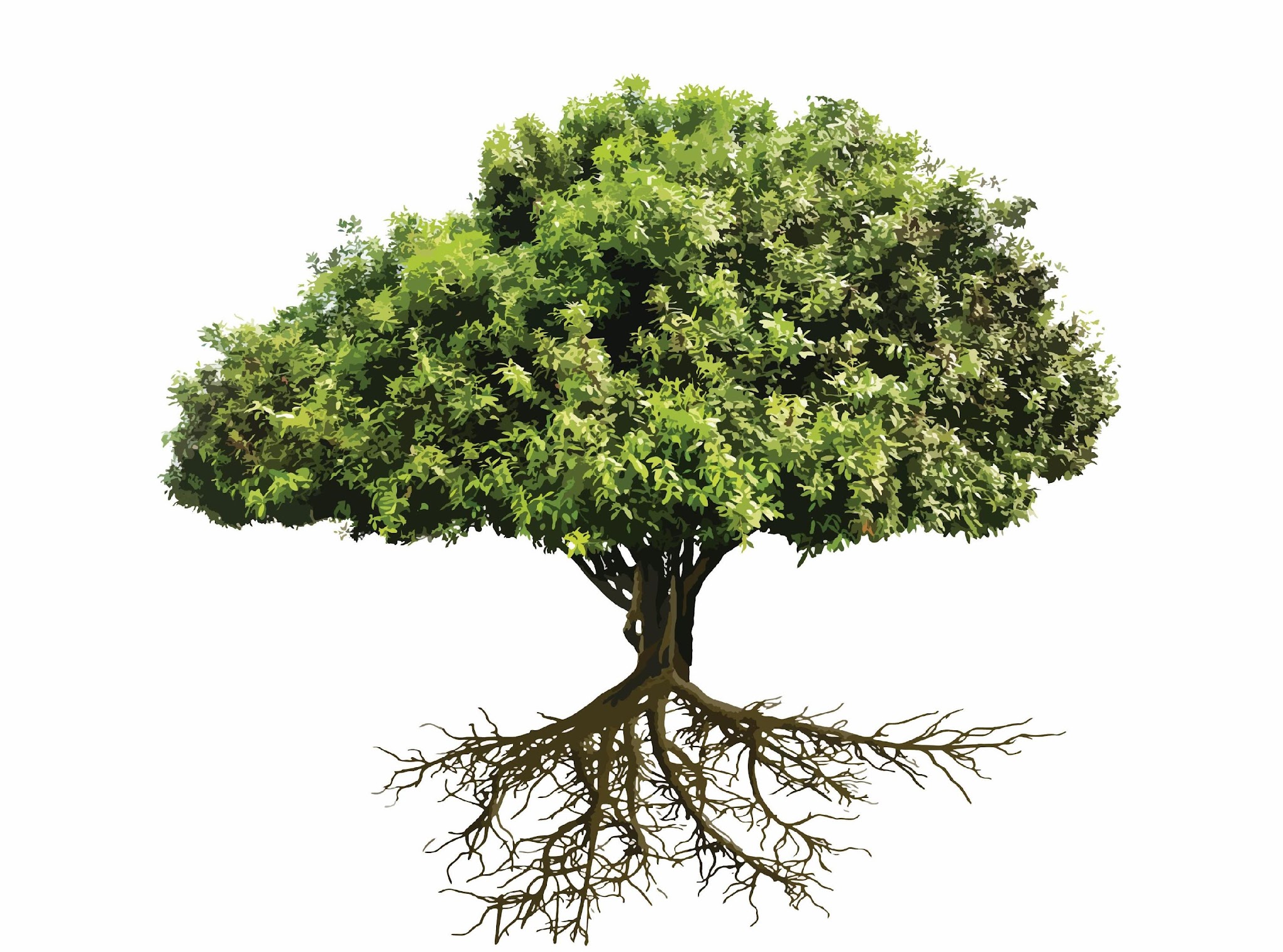Huge old green tree with visible spread roots