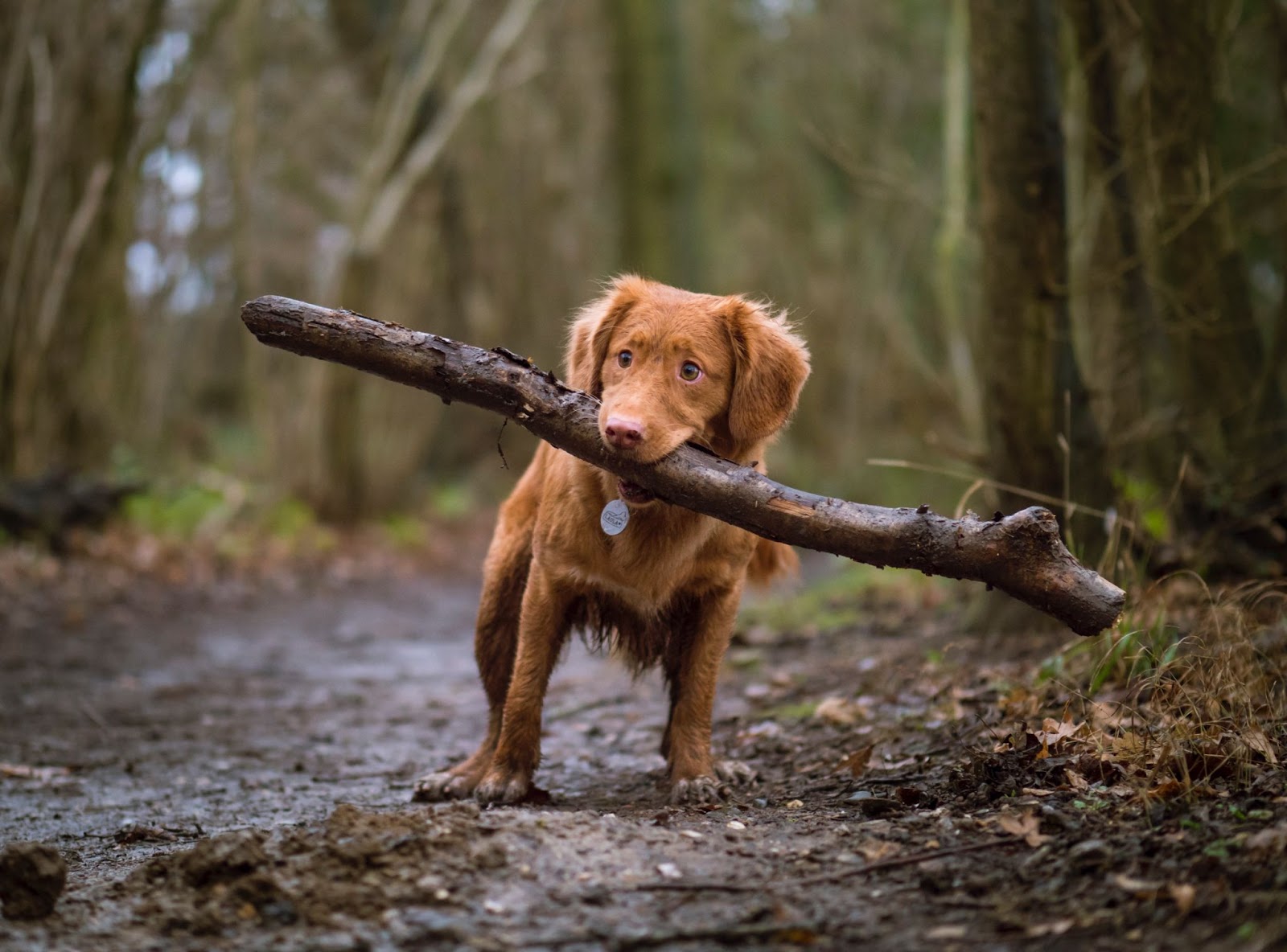 a medium sized copper brown puppy holding a large stick in its mouth on a path in Ellison behind the Kelowna airport