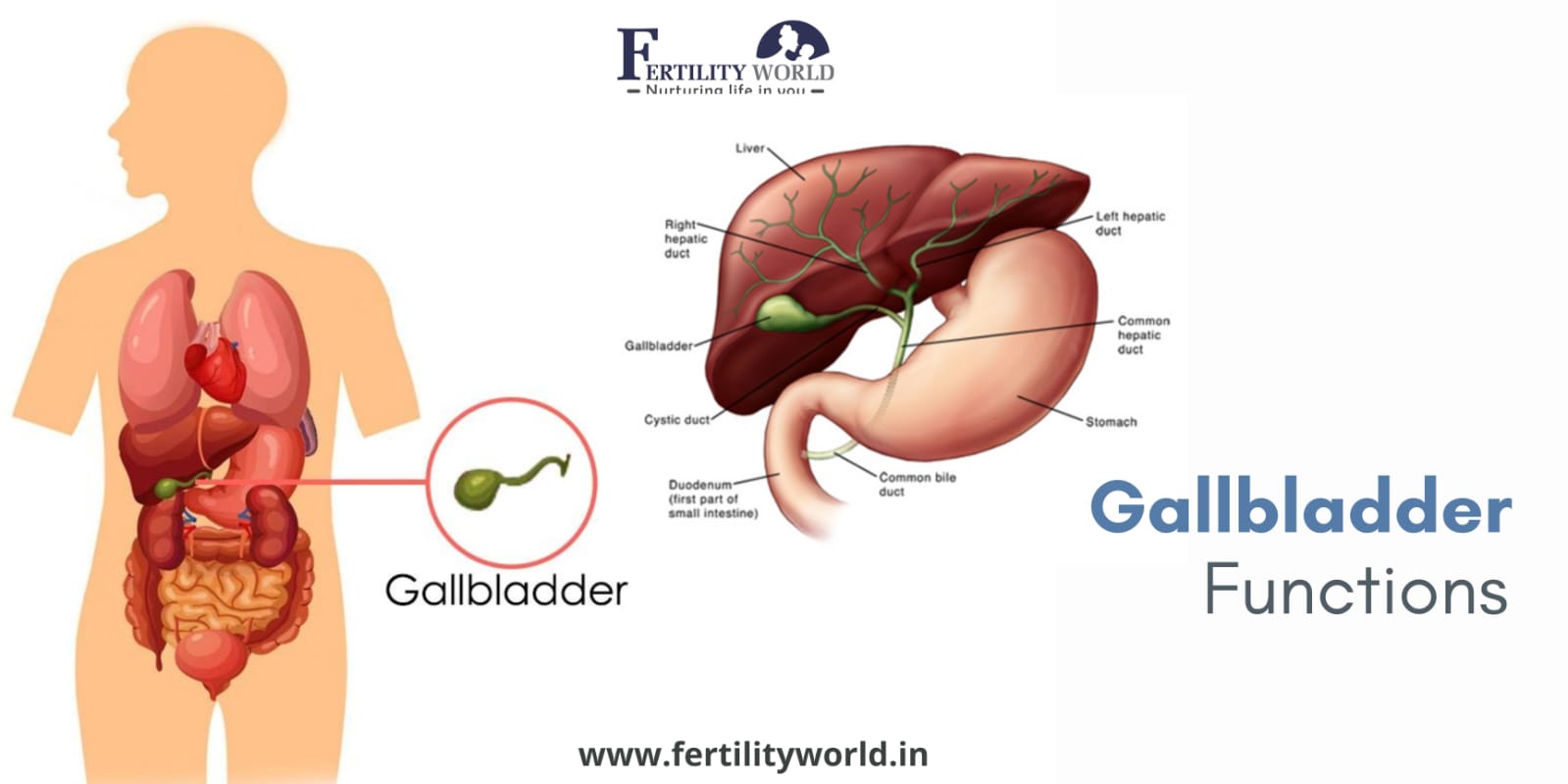 Functions of Gallbladder