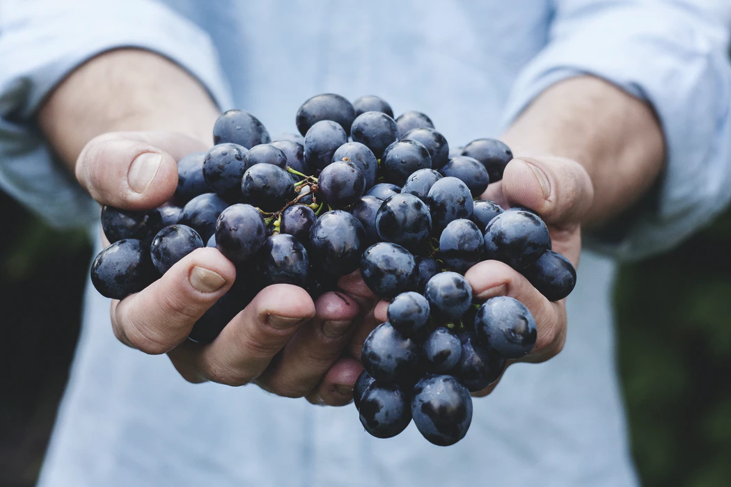 une grappe de raisin