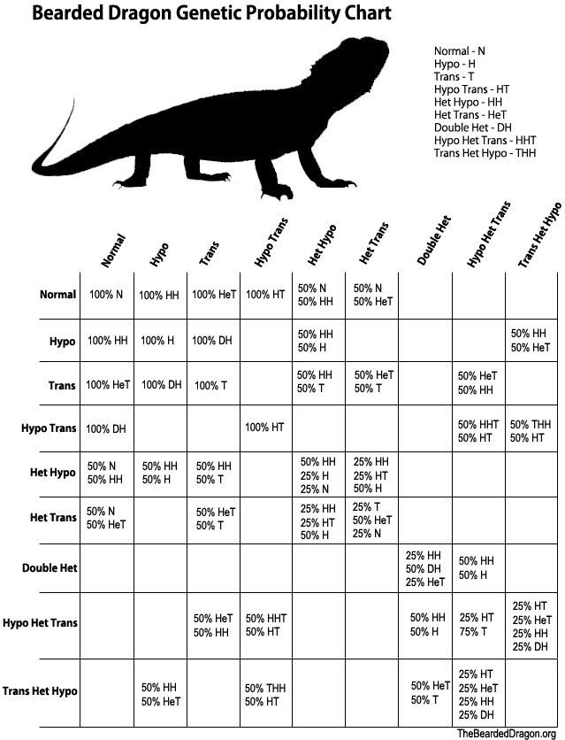 Bearded Dragon Genetic probability chart