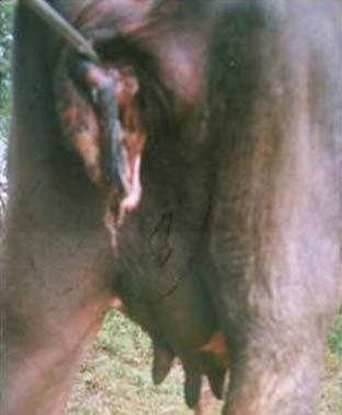 Vulvar laceration in a parturient buffalo.