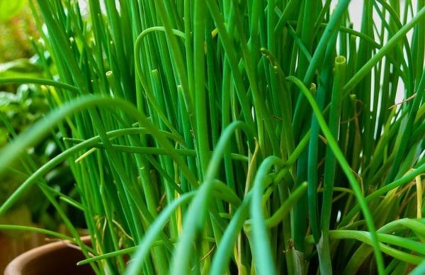 Chives Cultivation, Farming Practices Guide | Agri Farming