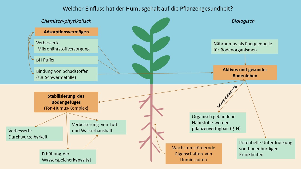 Welchen Einfluss hat der Humusgehalt auf die...