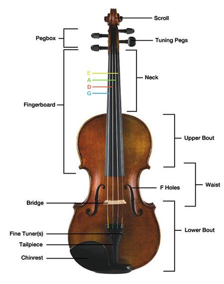 http://www.get-tuned.com/images/parts-of-the-violin.jpg