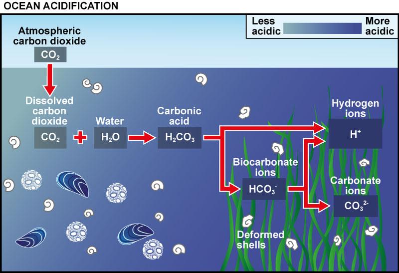 Gambar 1. Siklus Pengasaman Laut (Sumber gambar: oceanacidification.org.uk)