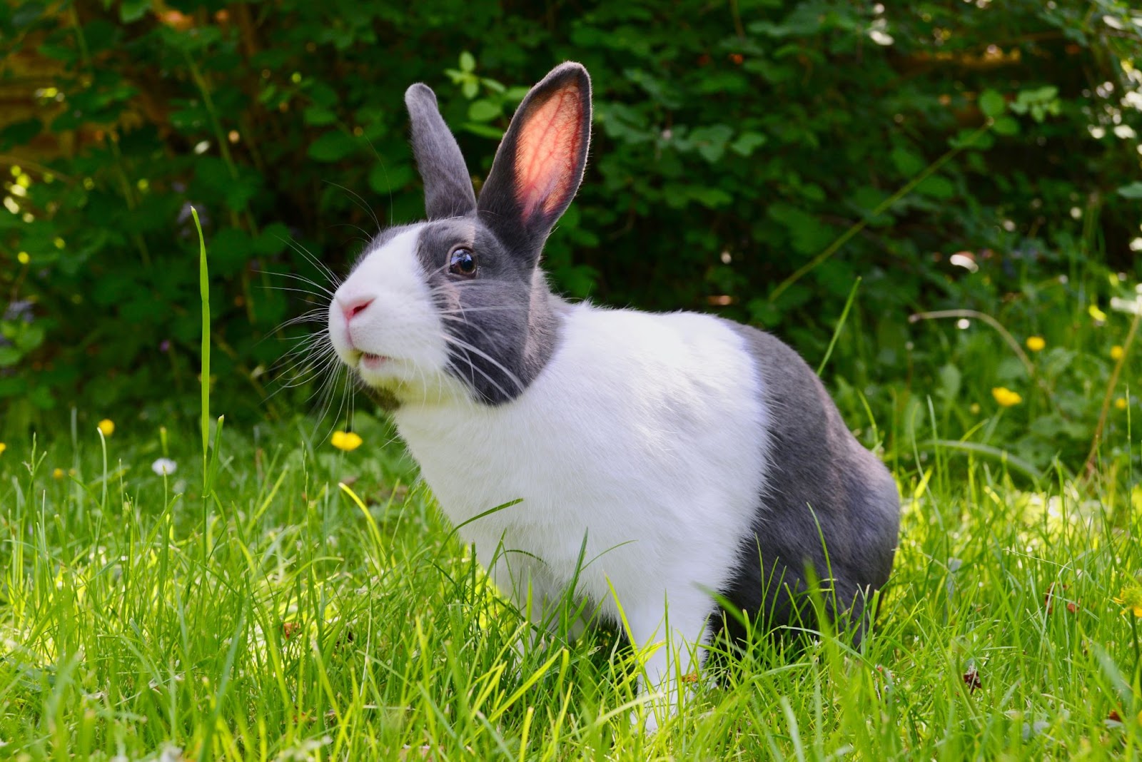 Cute Rabbit in garden