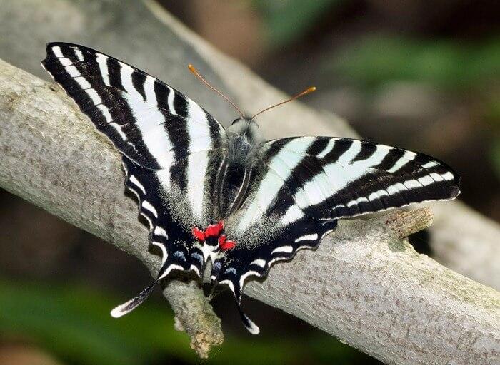 Protographium marcellus 