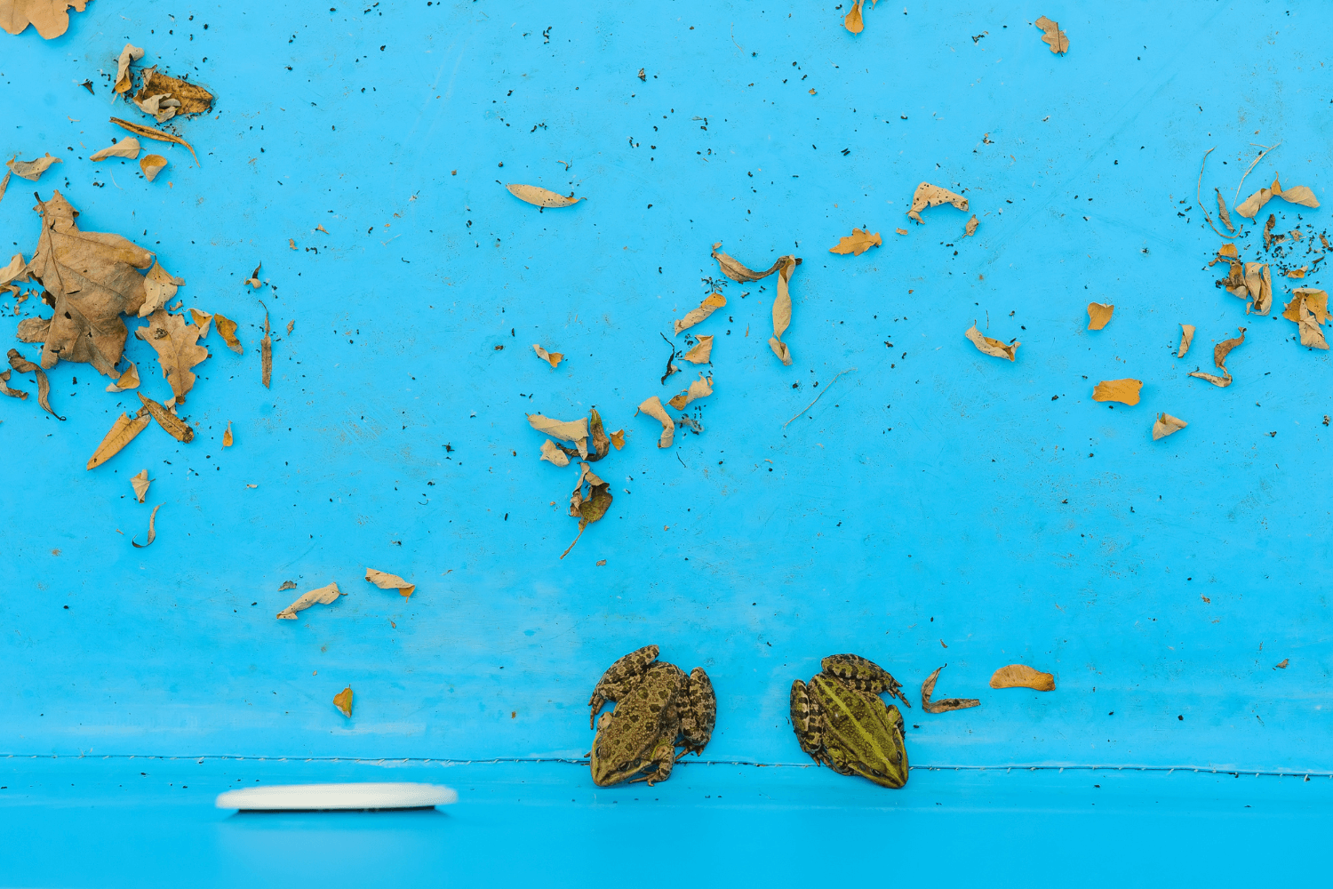 Two frogs sitting at the bottom of a swimming pool with leaves and debris
