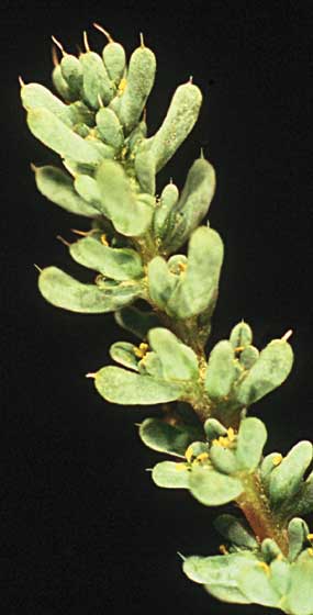 Halogeton showing leaves with terminal hair