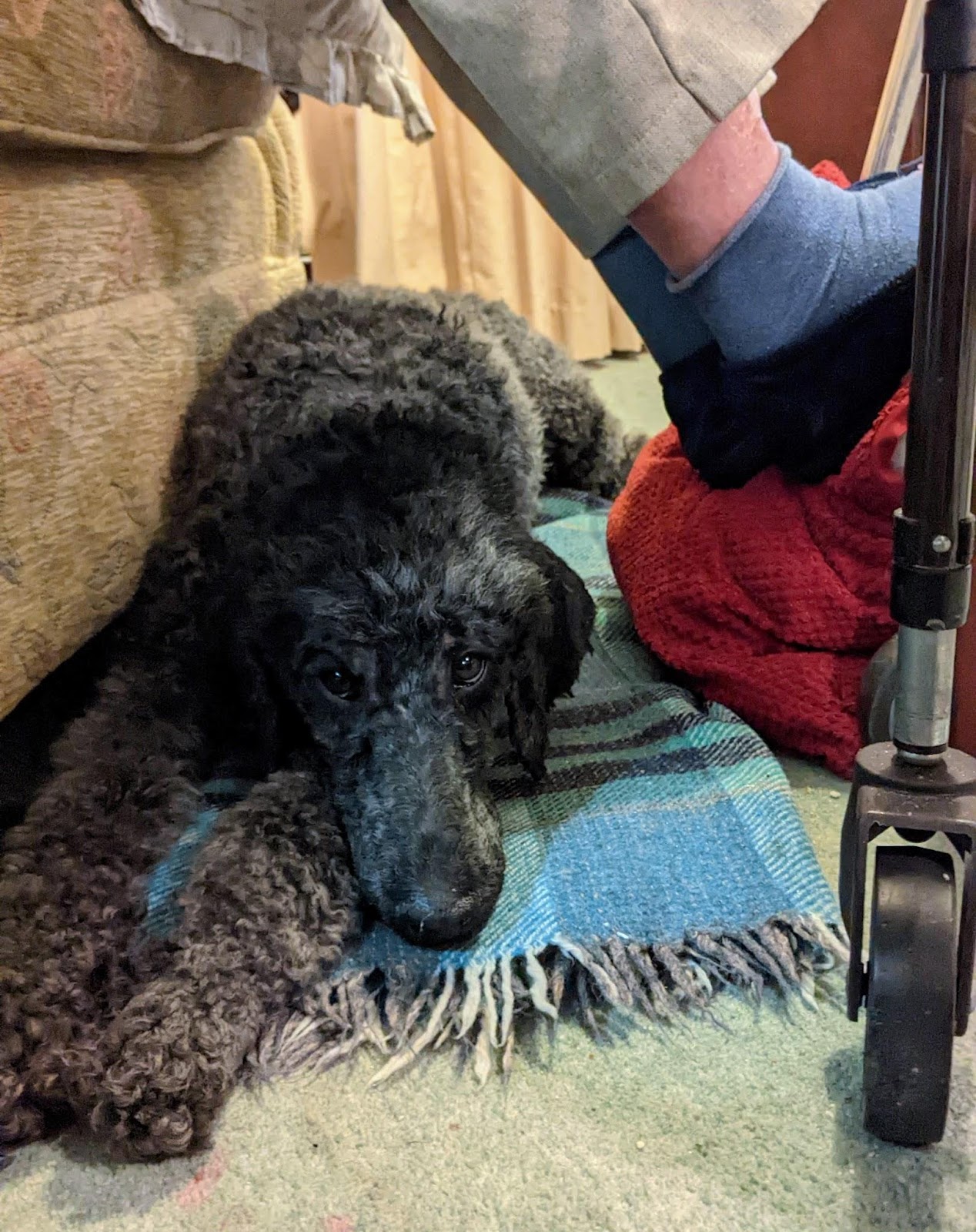 A photo of Dora the black poodle settled on the floor by an armchair under someone's legs