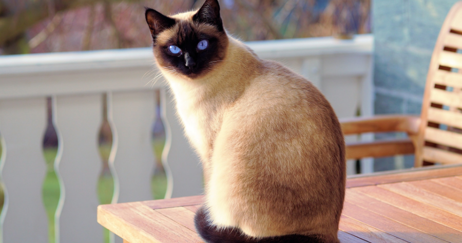 gatto siamese con gli occhi azzurri