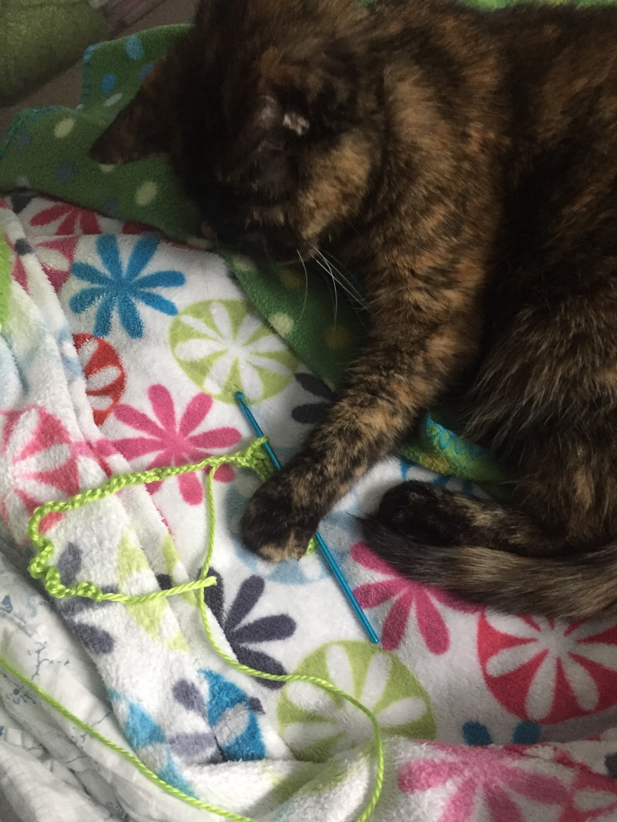 Cat crocheting a blanket