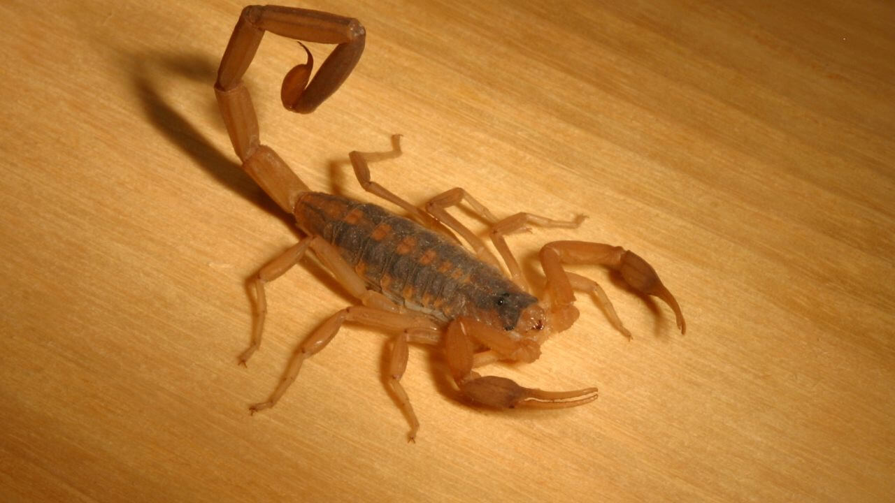 How To Keep Scorpions From Coming Up Drains