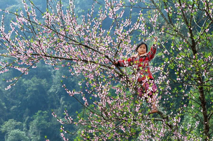 Mai Chau in February with Peach flowers in full bloom