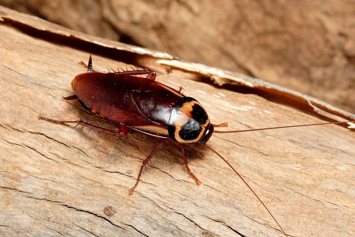 Do Cockroaches Sleep