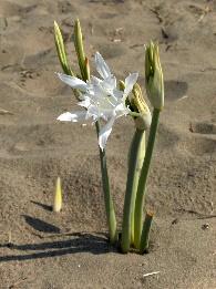 Pancratium maritimum - Wikipedia