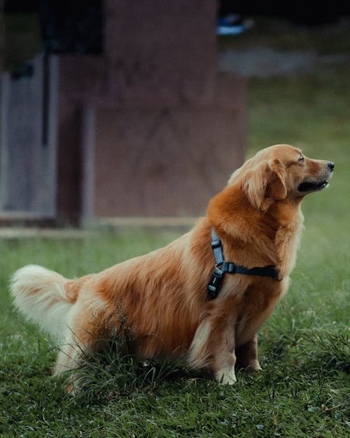 Fluffy Golden Retriever - Everything You Need to Know