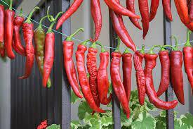 A group of red peppers

Description automatically generated with low confidence