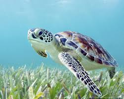 Image result for sea turtles
