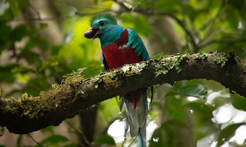 the Resplendent Quetzal