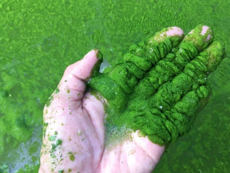 Loại tảo có lợi trong ao nuôi tôm