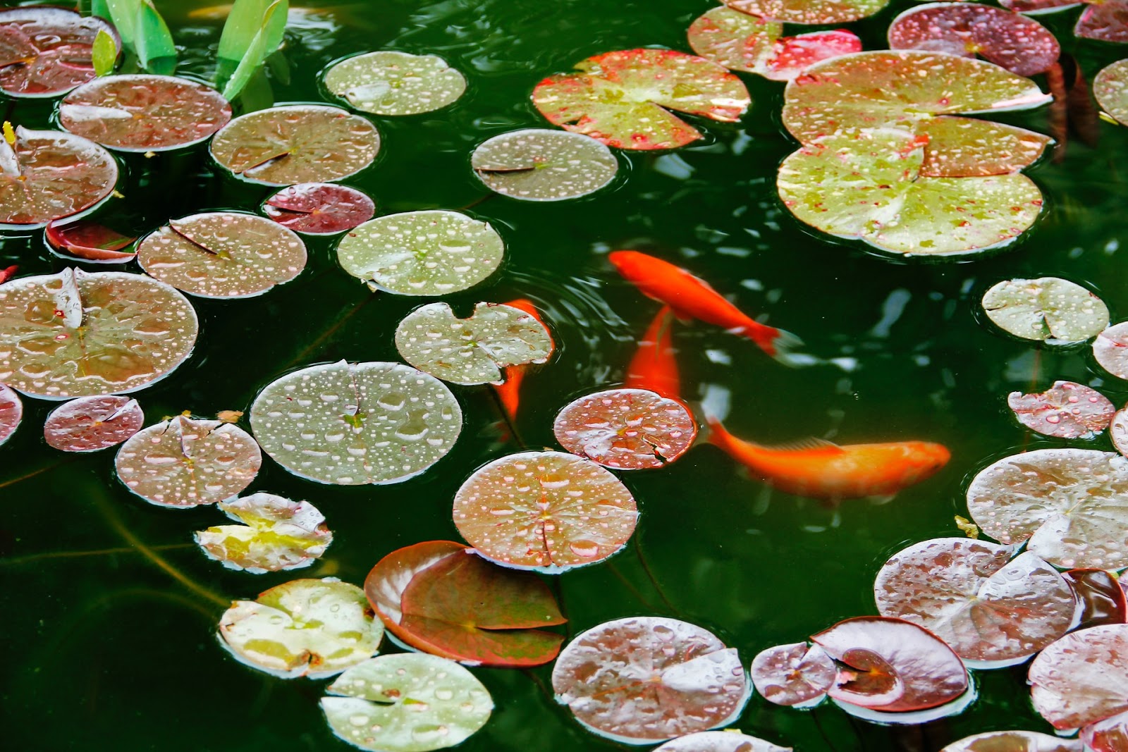 Ikan-ikan di dalam kolam mini