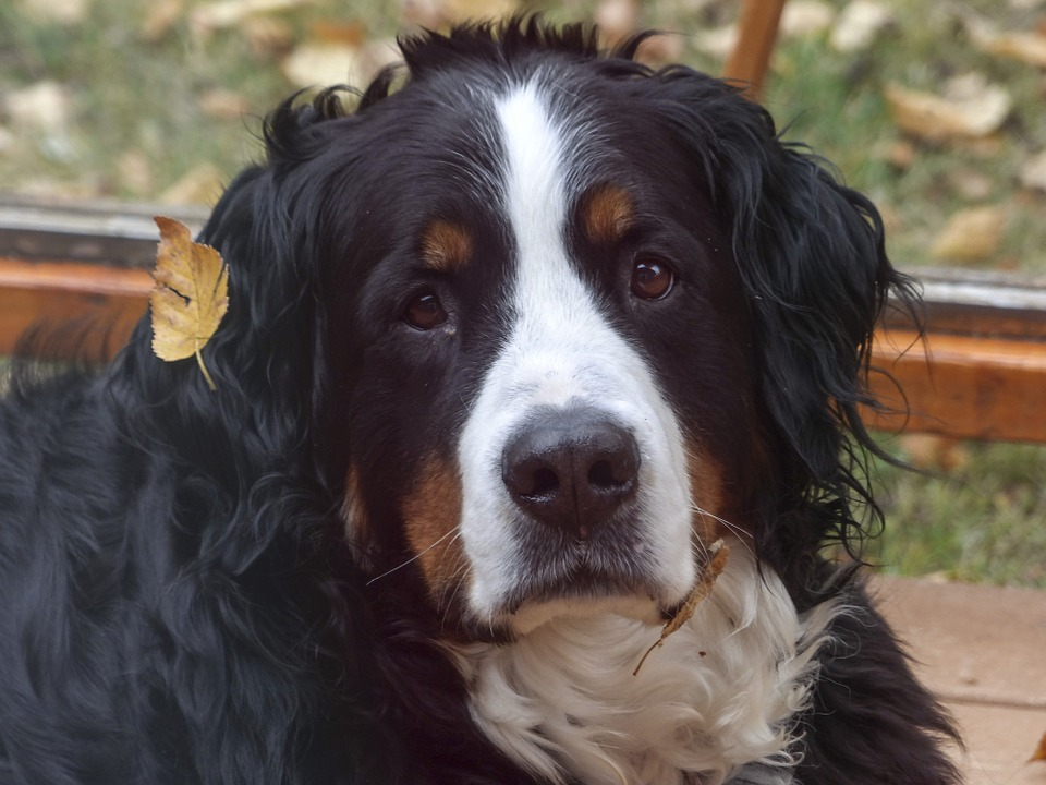 Bernese Mountain Dog The Ultimate Breed Guide 2020