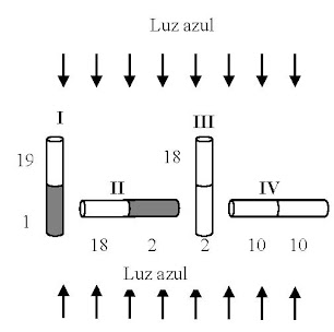                                                                                     Figura 5