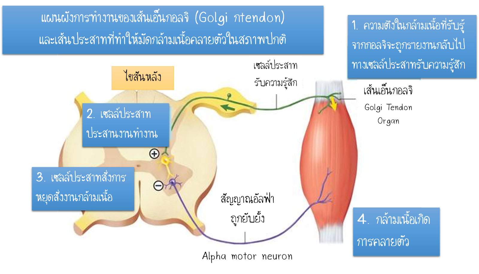golgi.png