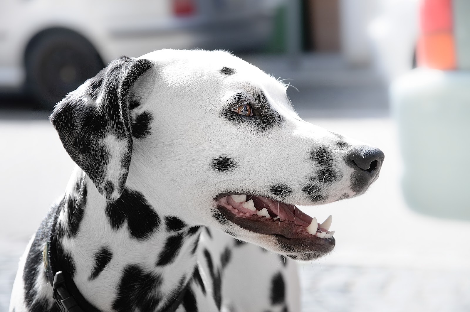 Dalmatian Dog during Day Time · Free Stock Photo