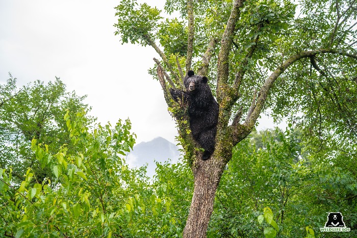 black bears in himalayas