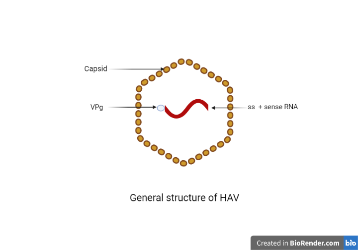 Structure of Hepatitis A