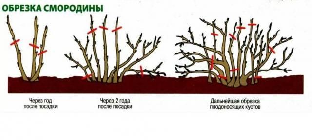 Уход за растением