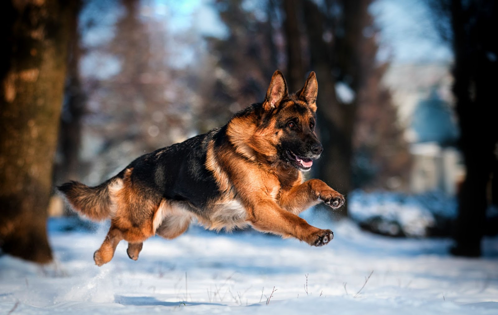 Meet The Most Popular Dogs On TikTok
