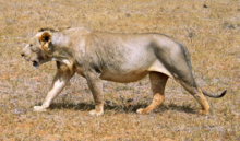 https://upload.wikimedia.org/wikipedia/commons/thumb/c/c4/Maneless_lion_from_Tsavo_East_National_Park.png/220px-Maneless_lion_from_Tsavo_East_National_Park.png