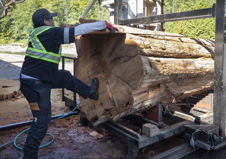 Damon Jones saws old-growth logs at the Pacheedaht First Nation lumber mill near Port Renfrew. The logs he’s working with are salvaged old-growth timbers that were used to make a bridge. (Steve Ringman / The Seattle Times)