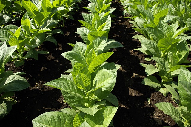 tobacco scientific name