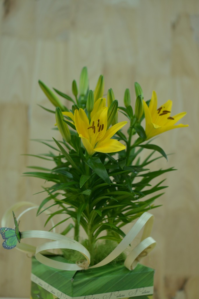 Sản phẩm hoa Lily chậu của Dalat Hasfarm