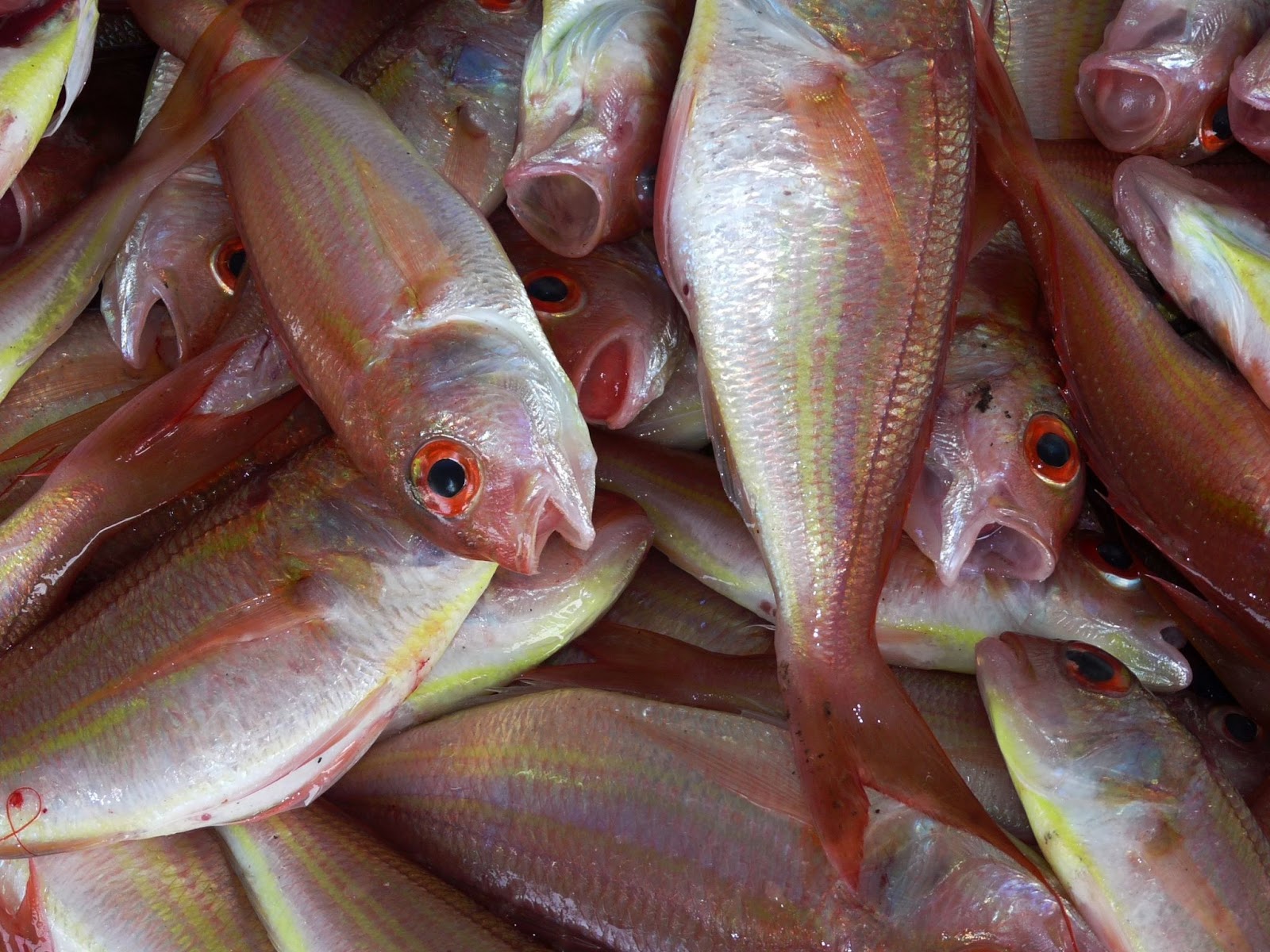 Fishes