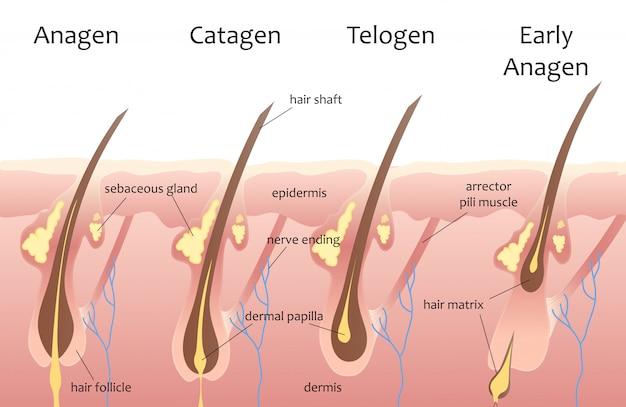 Vector human head hair growth cycle