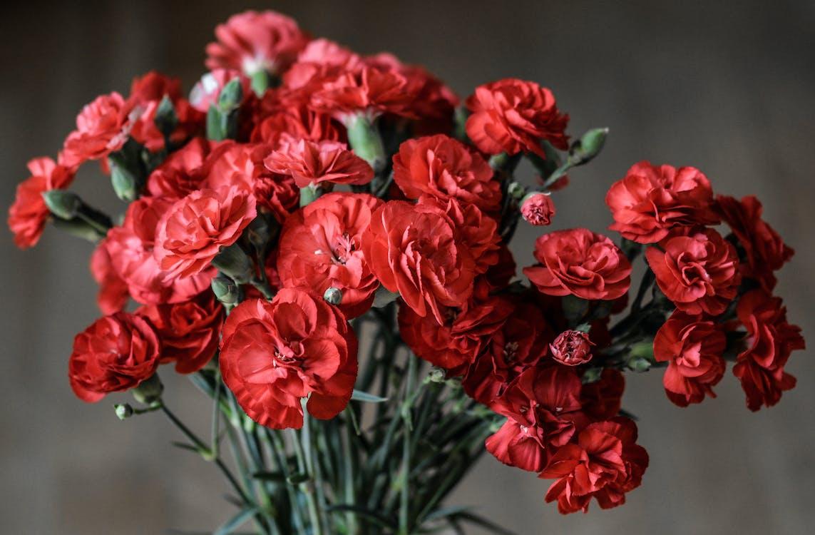 grátis Flores De Pétalas Vermelhas Foto profissional