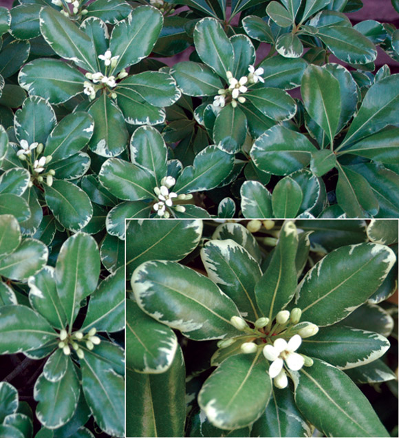 Pittosporum tobira "variegatum".