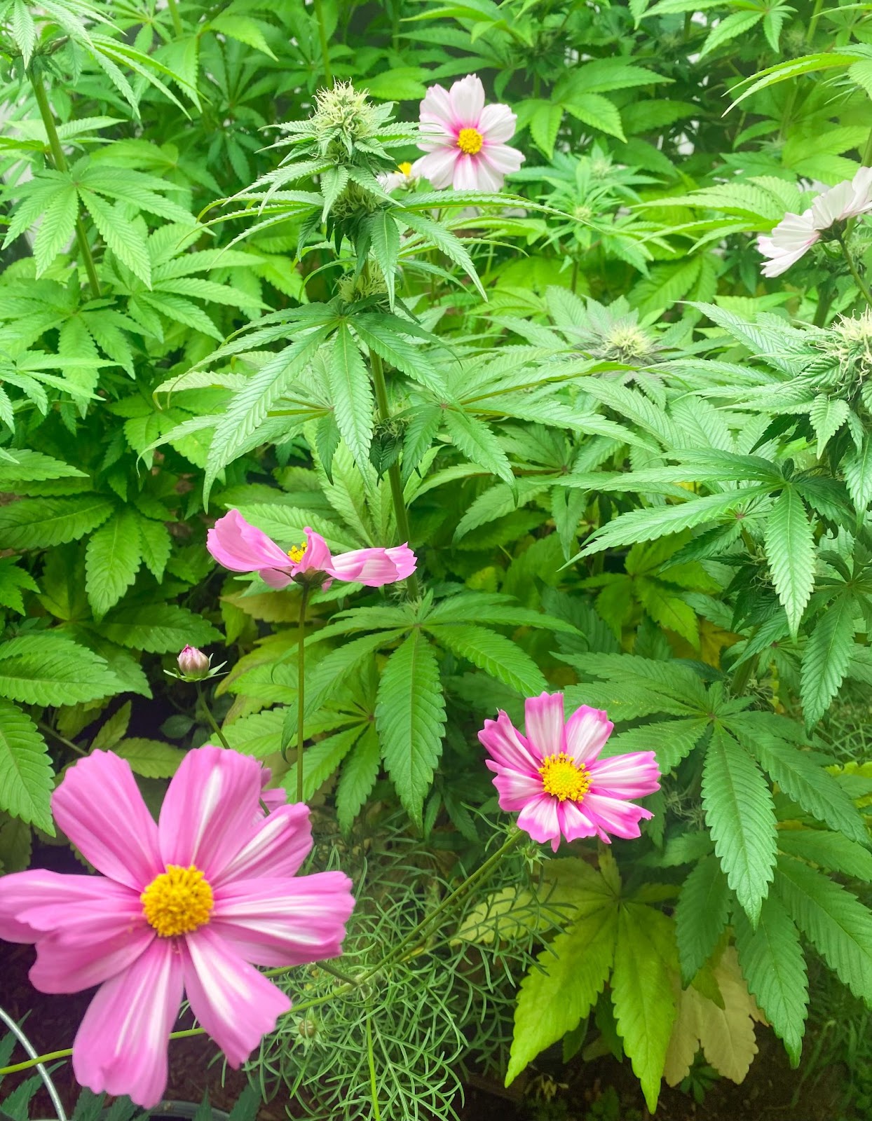 Foto colorida de um cultivo com plantas de maconha e flores cor de rosa