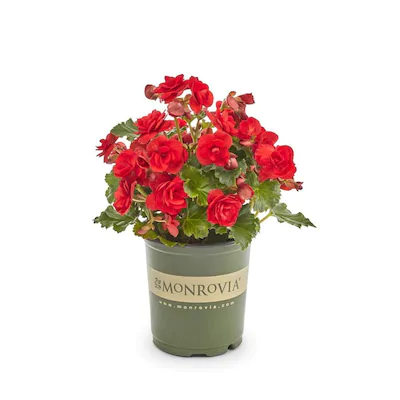 Begonias in pot perfect plants for your balcony