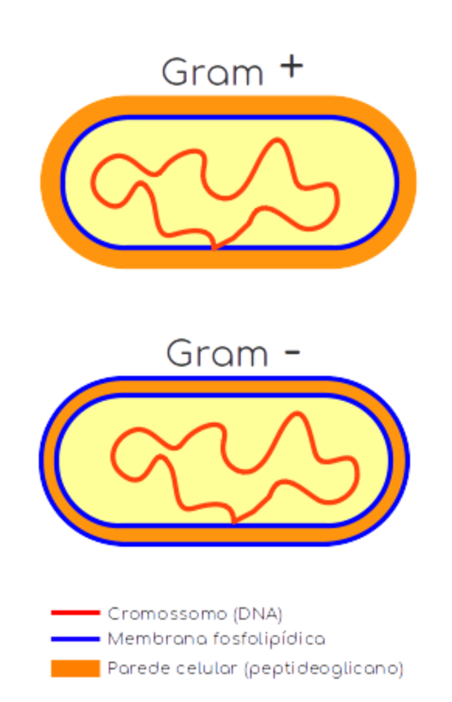 doenças bacterianas - classificação de bactérias